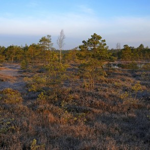 Pavasara rīts Lielajā Ķemeru tīrelī Pavasara rīts Lielajā Ķemeru tīrelī
