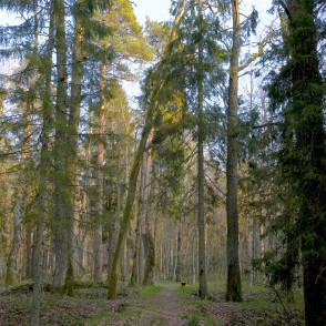 Ugāles pilskalns pavasarī Ugāles pilskalns pavasarī