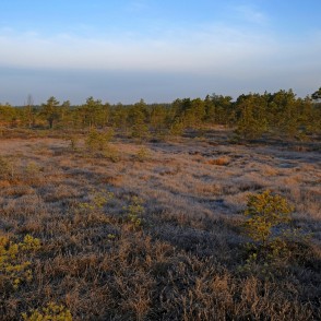Lielā Ķemeru tīreļa pavasara ainava, rīts Lielā Ķemeru tīreļa pavasara ainava, rīts