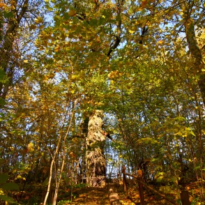 Dabas parks Pilskalnes “Siguldiņa” rudenī Dabas parks Pilskalnes “Siguldiņa” rudenī
