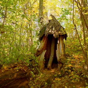 Nolūzis koks Nolūzis koks