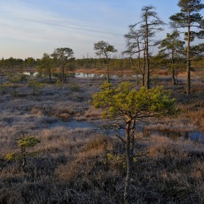 Ķemeru tīreļa pavasara ainava, rīts Ķemeru tīreļa pavasara ainava, rīts