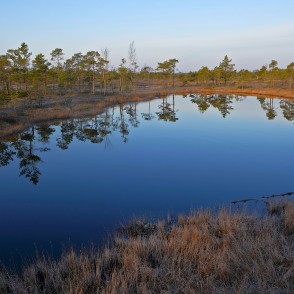 Priežu atspulgs purva lāmas ūdenī Priežu atspulgs purva lāmas ūdenī