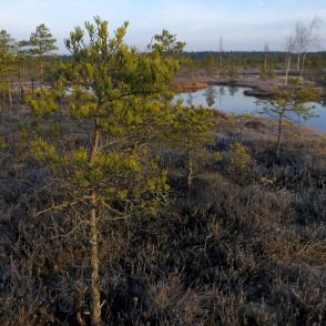 Priedes tuvplāns Ķemeru tīrelī Priedes tuvplāns Ķemeru tīrelī