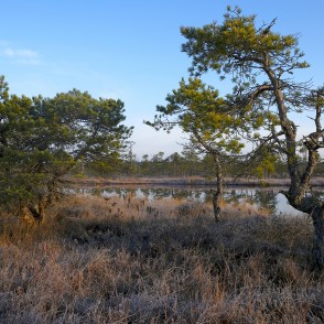 Priedes Lielajā Ķemeru tīrelī Priedes Lielajā Ķemeru tīrelī