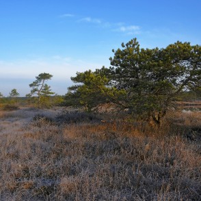 Priedes Lielajā Ķemeru tīrelī Priedes Lielajā Ķemeru tīrelī