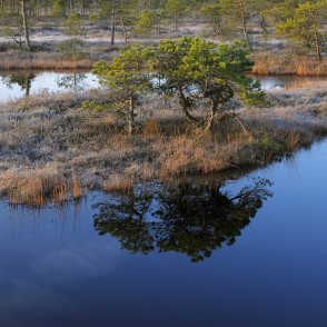 Priežu atspulgs purva lāmas ūdenī Priežu atspulgs purva lāmas ūdenī