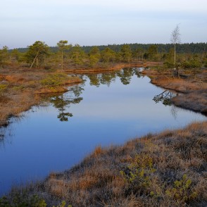 Lāma Ķemeru tīrelī, pavasara rīts Lāma Ķemeru tīrelī, pavasara rīts