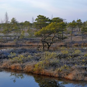 Priedes Lielajā Ķemeru tīrelī Priedes Lielajā Ķemeru tīrelī