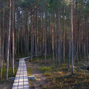Ķemeru tīreļa laipa cauri mežam Ķemeru tīreļa laipa cauri mežam