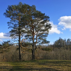 Priedes pie Buses pilskalna Priedes pie Buses pilskalna