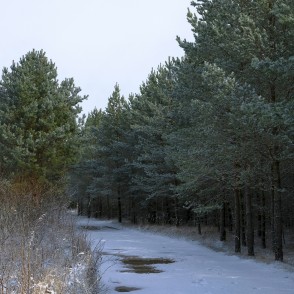 Mežs pie Būšnieku ezera Mežs pie Būšnieku ezera