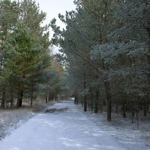 Meža ceļš pie Būšnieku ezera Meža ceļš pie Būšnieku ezera