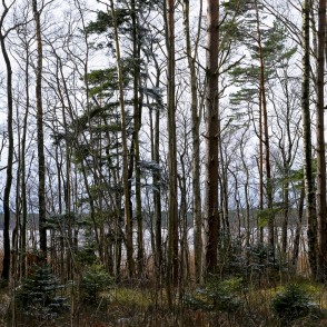 Mežs pie Būšnieku ezera Mežs pie Būšnieku ezera