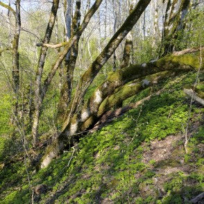 Krituši koki Embūtes dabas parkā Krituši koki Embūtes dabas parkā