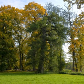 Vilzēnu muižas parks un lapegle Vilzēnu muižas parks un lapegle