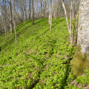 Vizbulītes Embūtes pilskalnā Vizbulītes Embūtes pilskalnā