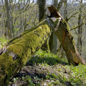 Koka stumbrs Embūtes pilskalnā Koka stumbrs Embūtes pilskalnā