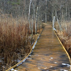 Gājēju laipa cauri niedrēm Būšnieku ezerā Gājēju laipa cauri niedrēm Būšnieku ezerā