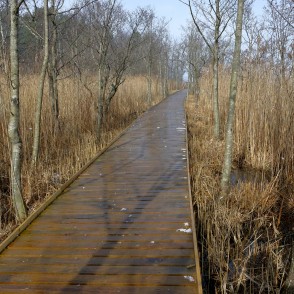 Gājēju laipa cauri niedrēm Būšnieku ezerā Gājēju laipa cauri niedrēm Būšnieku ezerā