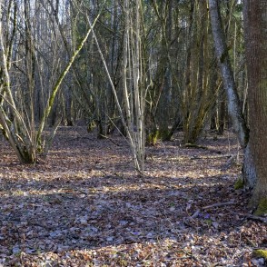 Mežs pie Barona takas Vilces dabas parkā pirms pavasara plaukšanas Mežs pie Barona takas Vilces dabas parkā pirms pavasara plaukšanas