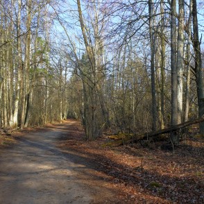 Ceļš uz Kaņiera ezera torni un niedru laipu Ceļš uz Kaņiera ezera torni un niedru laipu