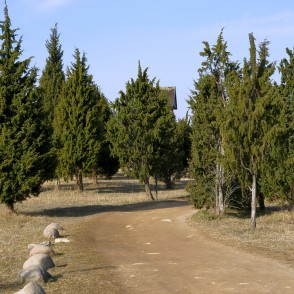 Kadiķi pie Kaņiera ezera torņa Kadiķi pie Kaņiera ezera torņa