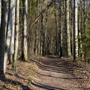 Meža ceļš Vilces dabas parkā Meža ceļš Vilces dabas parkā