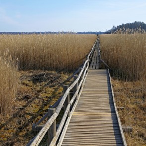 Kaņiera ezera niedru laipa pavasarī Kaņiera ezera niedru laipa pavasarī