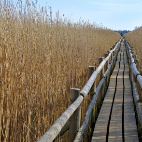 Kaņiera ezera niedru laipa pavasarī Kaņiera ezera niedru laipa pavasarī