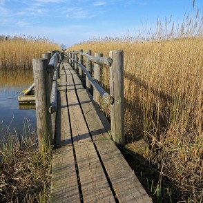 Kaņiera ezera niedru laipa pavasarī Kaņiera ezera niedru laipa pavasarī