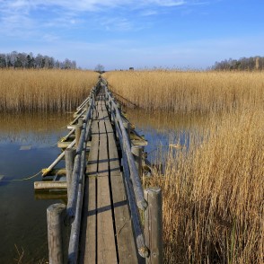 Kaņiera ezera niedru laipa pavasarī Kaņiera ezera niedru laipa pavasarī