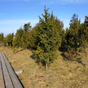 Kadiķi blakus Kaņiera ezera niedru laipai Kadiķi blakus Kaņiera ezera niedru laipai