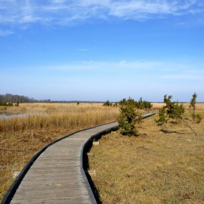 Ejot pa Kaņiera ezera niedru laipu Ejot pa Kaņiera ezera niedru laipu