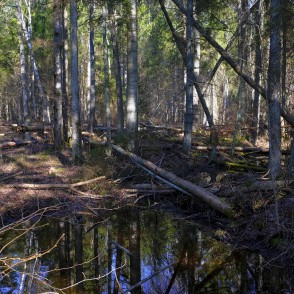 Mežs ar kritušiem kokiem Mežs ar kritušiem kokiem