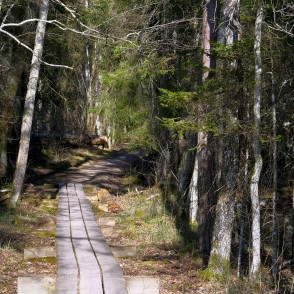 Ejot pa Kaņiera pilskalna taku Ejot pa Kaņiera pilskalna taku