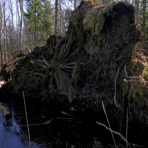 Vēja nogāztas priedes saknes Vēja nogāztas priedes saknes