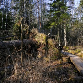 Ejot pa Kaņiera pilskalna taku Ejot pa Kaņiera pilskalna taku