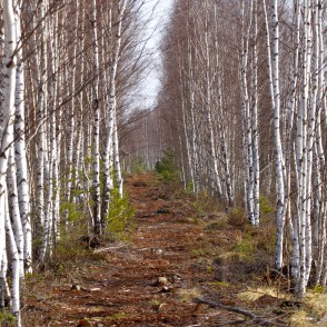 Vasenieku purva taka pavasarī Vasenieku purva taka pavasarī