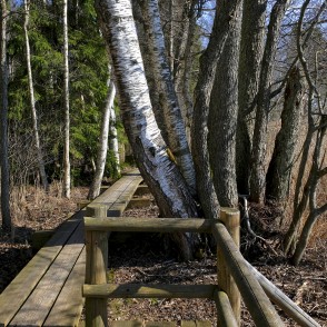 Ejot pa Kaņiera pilskalna taku Ejot pa Kaņiera pilskalna taku