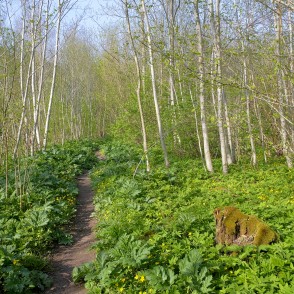 Imulas dabas taka pavasarī Imulas dabas taka pavasarī