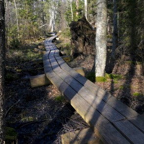 Ejot pa Kaņiera pilskalna taku Ejot pa Kaņiera pilskalna taku