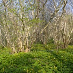 Lazdas un vizbuļi Imulas dabas takā Lazdas un vizbuļi Imulas dabas takā