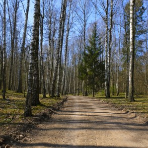 Ceļš caur Sidraba birzi Tērvetes dabas parkā Ceļš caur Sidraba birzi Tērvetes dabas parkā