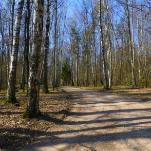 Ceļš caur Sidraba birzi Tērvetes dabas parkā Ceļš caur Sidraba birzi Tērvetes dabas parkā
