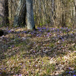 Zilās vizbulītes Tērvetes dabas parkā Zilās vizbulītes Tērvetes dabas parkā