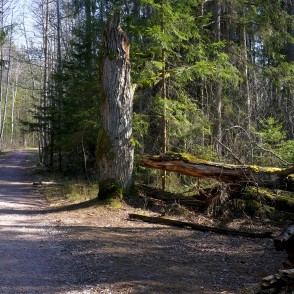 Ejot pa Zaļās kāpas taku pavasarī Ejot pa Zaļās kāpas taku pavasarī
