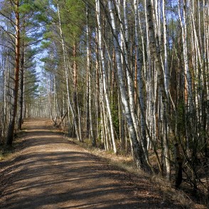 Zaļās kāpas taka pavasarī Zaļās kāpas taka pavasarī