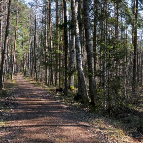 Zaļās kāpas taka pavasarī Zaļās kāpas taka pavasarī