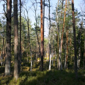 Zaļās kāpas virsotnē Zaļās kāpas virsotnē